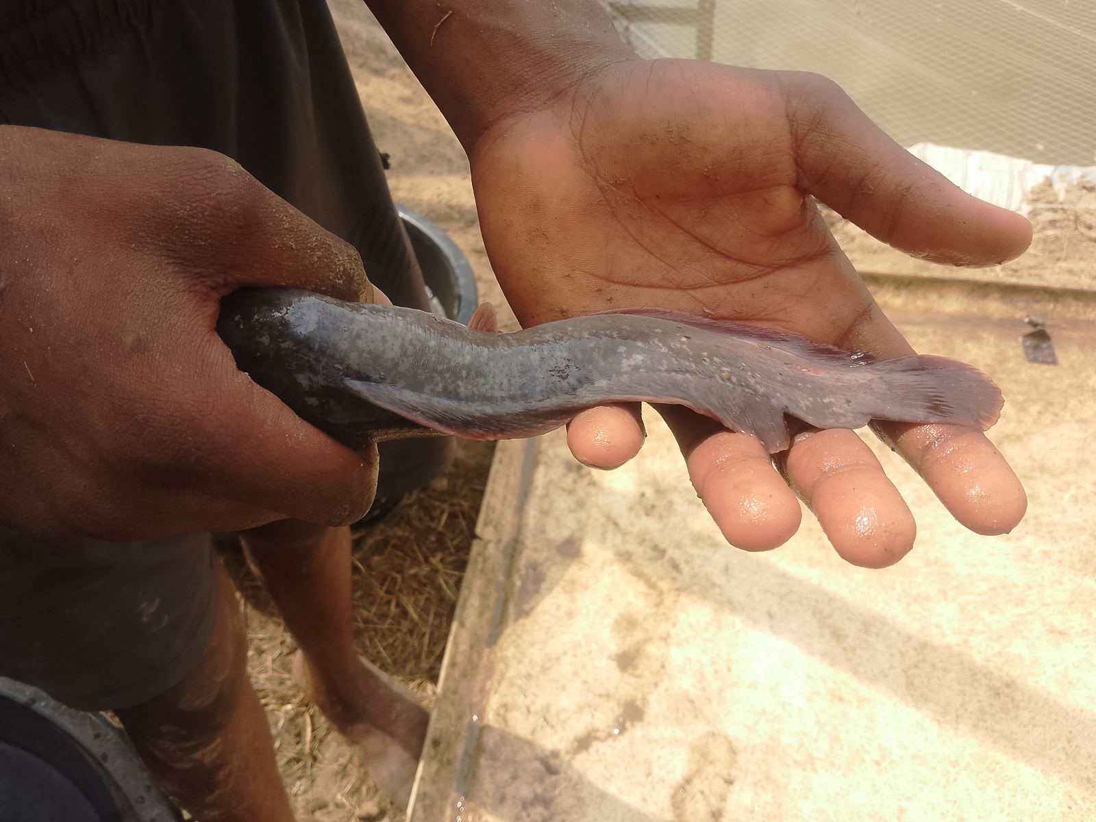 Hybrid catfish fingerling in hand