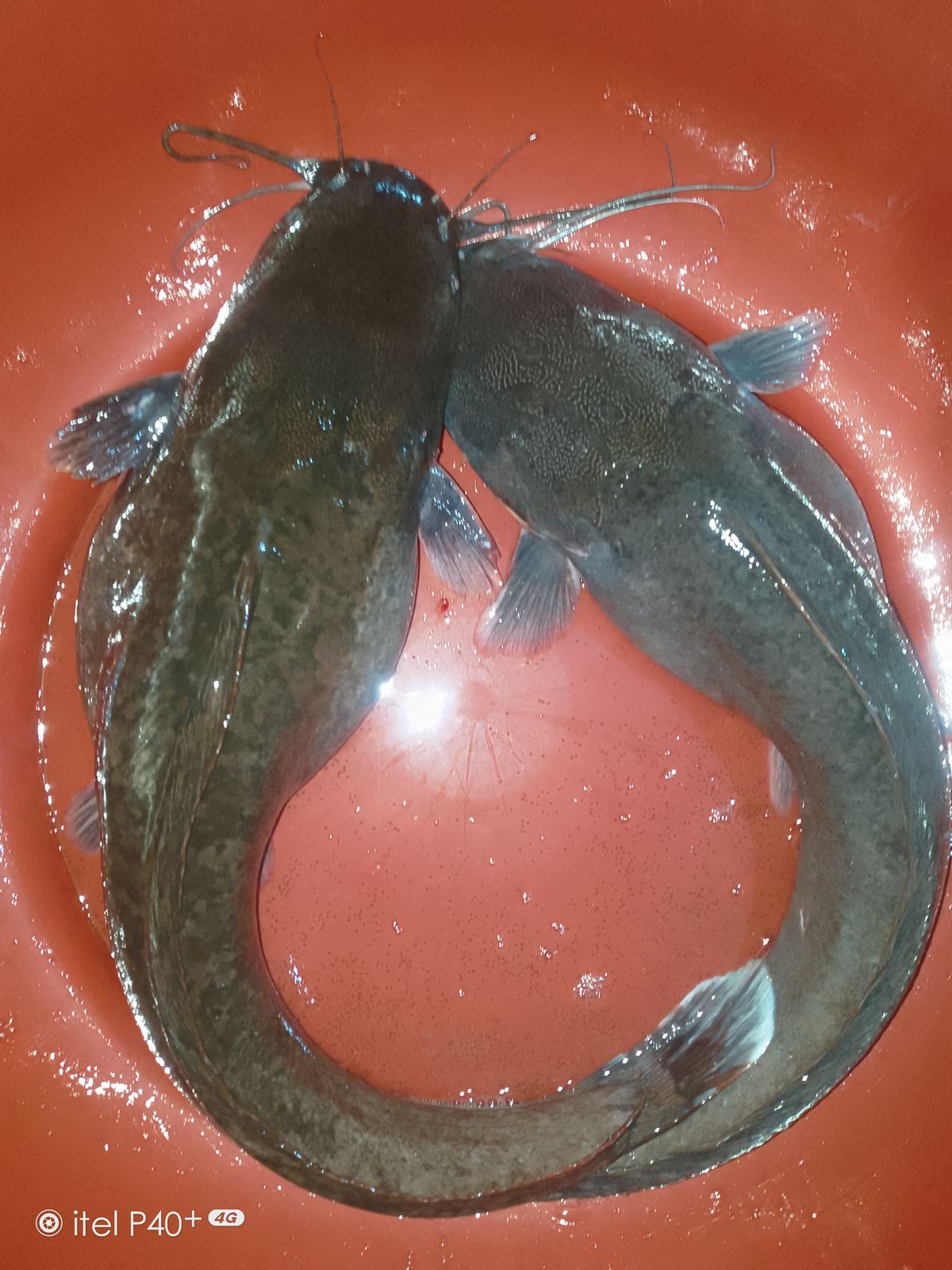 Table-size catfish ready for market