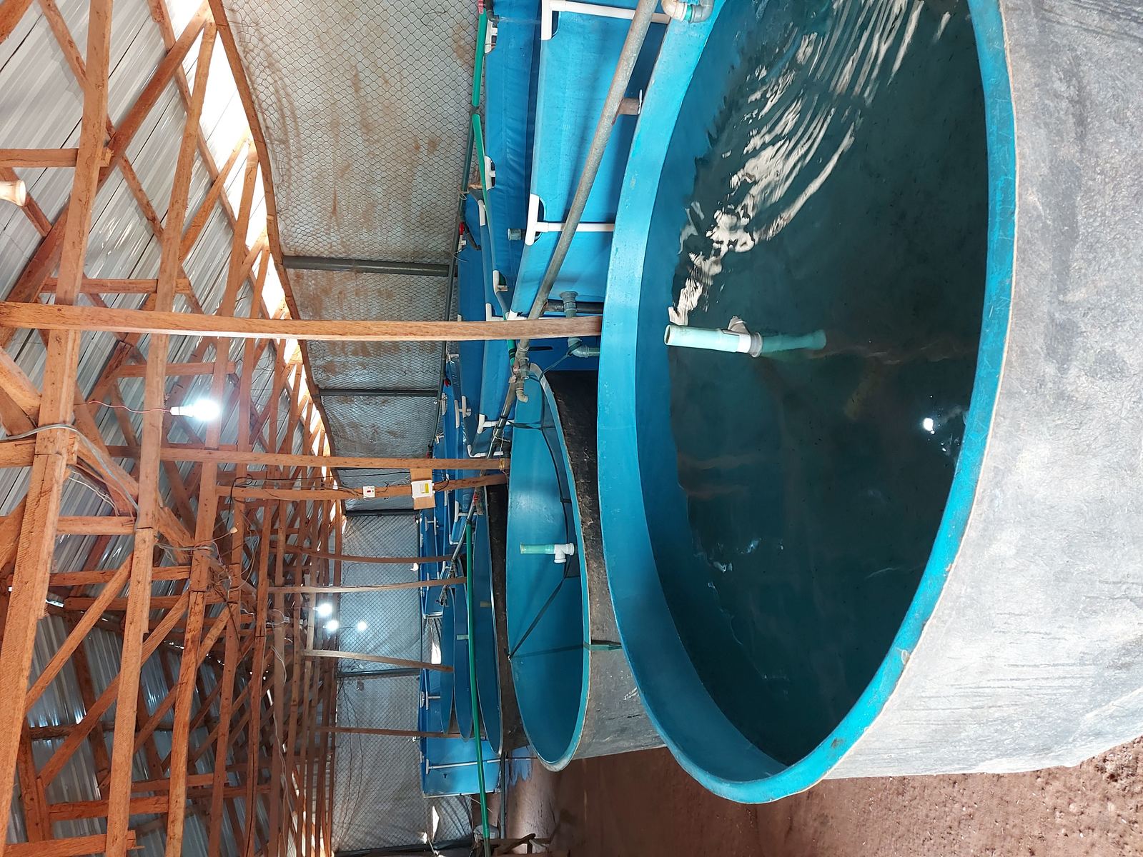 RAS tanks at Aquashess Fish Farm
